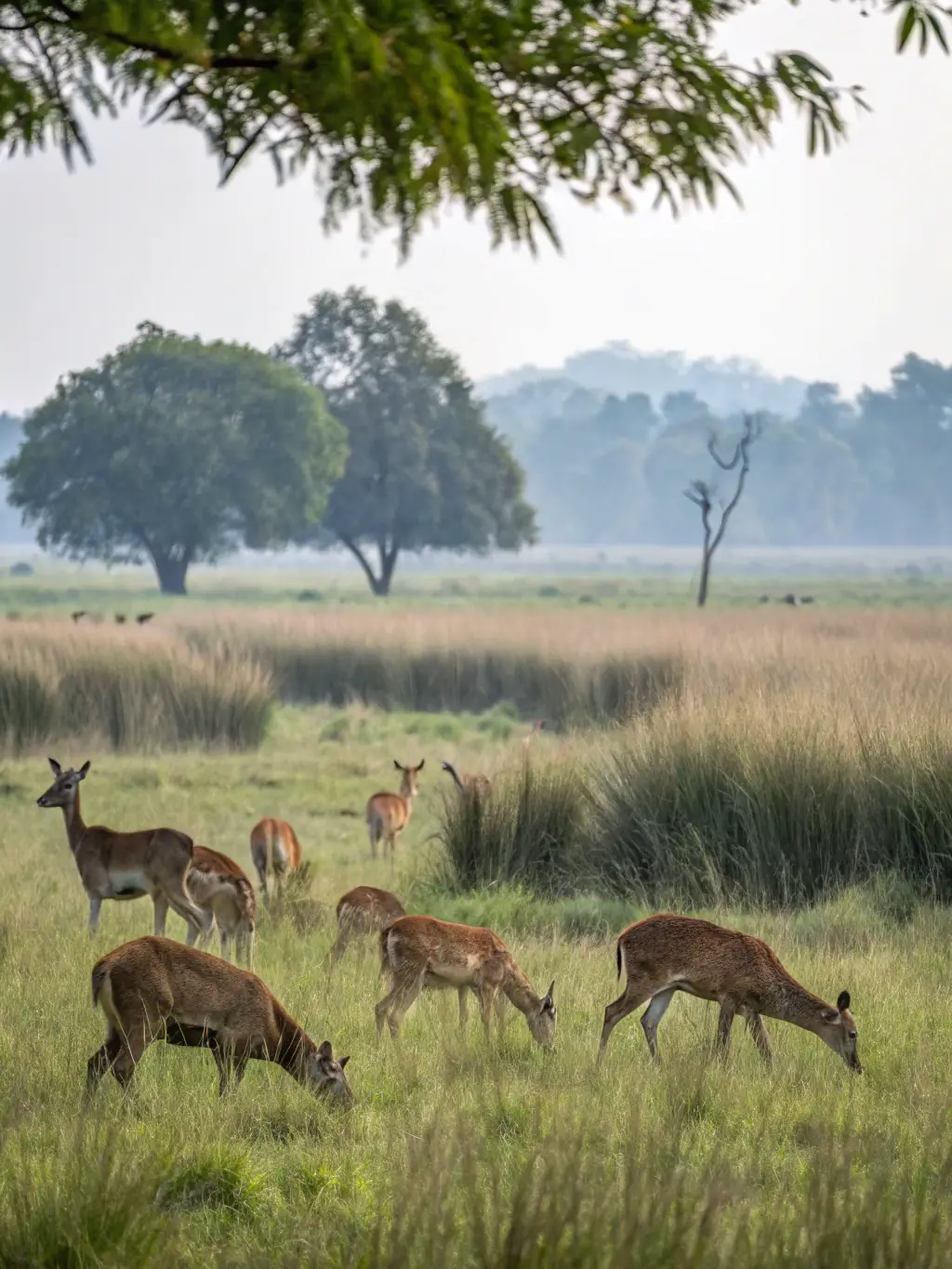 An image of a controlled breeding facility with healthy deer, highlighting the breeding programs designed to enhance genetic diversity and population numbers.